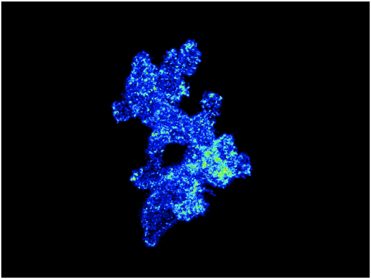 Understanding How Cell Signaling is Regulated During Chemotaxis of Leukocytes in Vivo