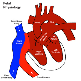 Heart org