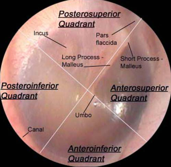 AOM Anatomy