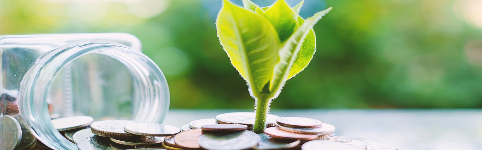 plant growing out of a pile of change/money