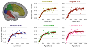 Trajectories of neurodevelopment from differing brain regions. These plots show the rapid development that the brain undergoes during the first years but also highlights that different brain regions have different developmental patterns and develop at different times.