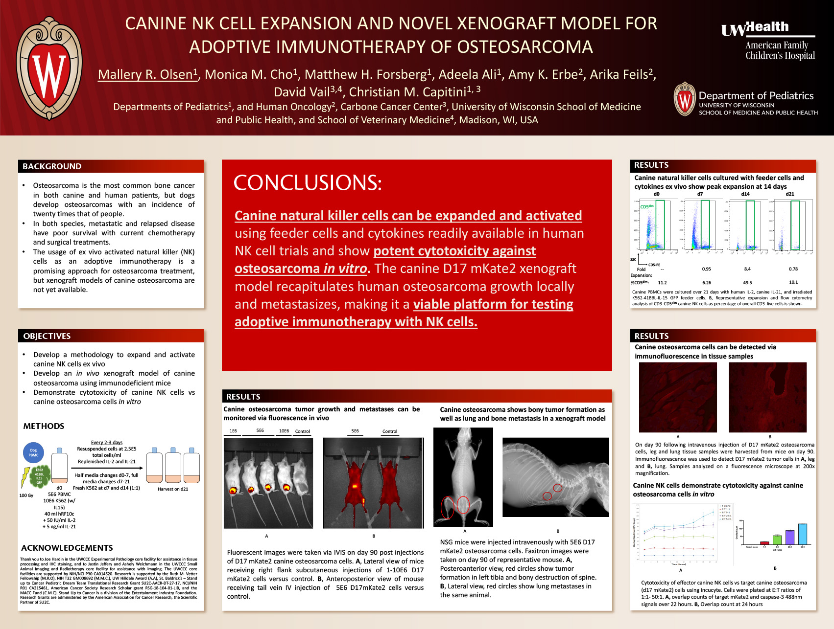 7. CANINE NK CELL EXPANSION AND NOVEL XENOGRAFT MODEL FOR ADOPTIVE IMMUNOTHERAPY OF OSTEOSARCOMA poster image