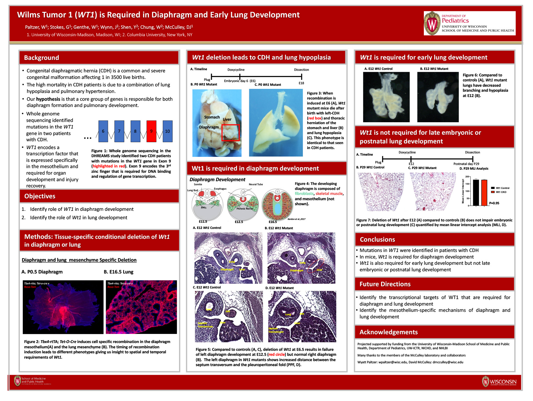Wt1 mutations cause congenital diaphragmatic hernia and lung defects in humans and mice poster image