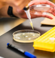 hands pipetting into a petri dish