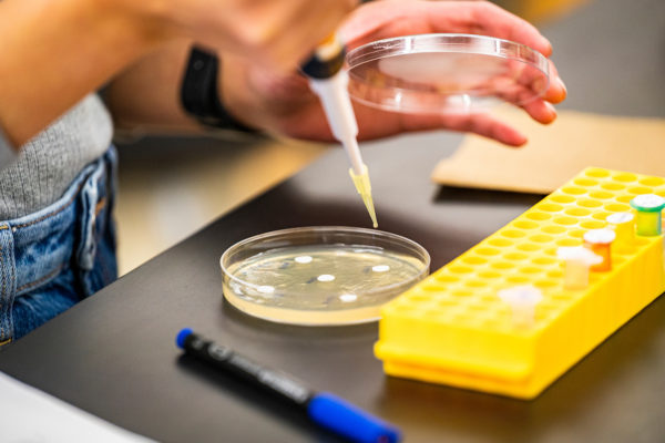 hands pipetting into a petri dish