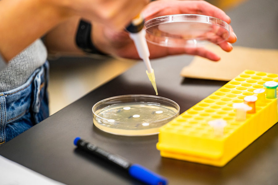 hands pipetting into a petri dish