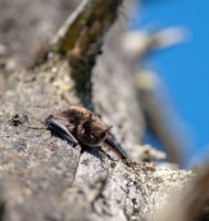 Little Brown Bat (Myotis lucifugus)
