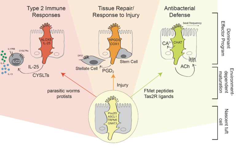 Tuft cells can produce numerous types of effector molecules, and appear to have tissue/context specific roles. Tuft cells in the small intestine promote type 2 cytokine responses; tuft cells in injury/metaplasia may promote healing; and tuft cells in the airways and biliary tree may play roles in antibacterial defense. Kotas*, O'Leary* & Locksley Ann Rev Path in press *equal contributions