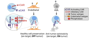 Design of NOT-gated CAR T cells to minimize endothelial cell toxicity