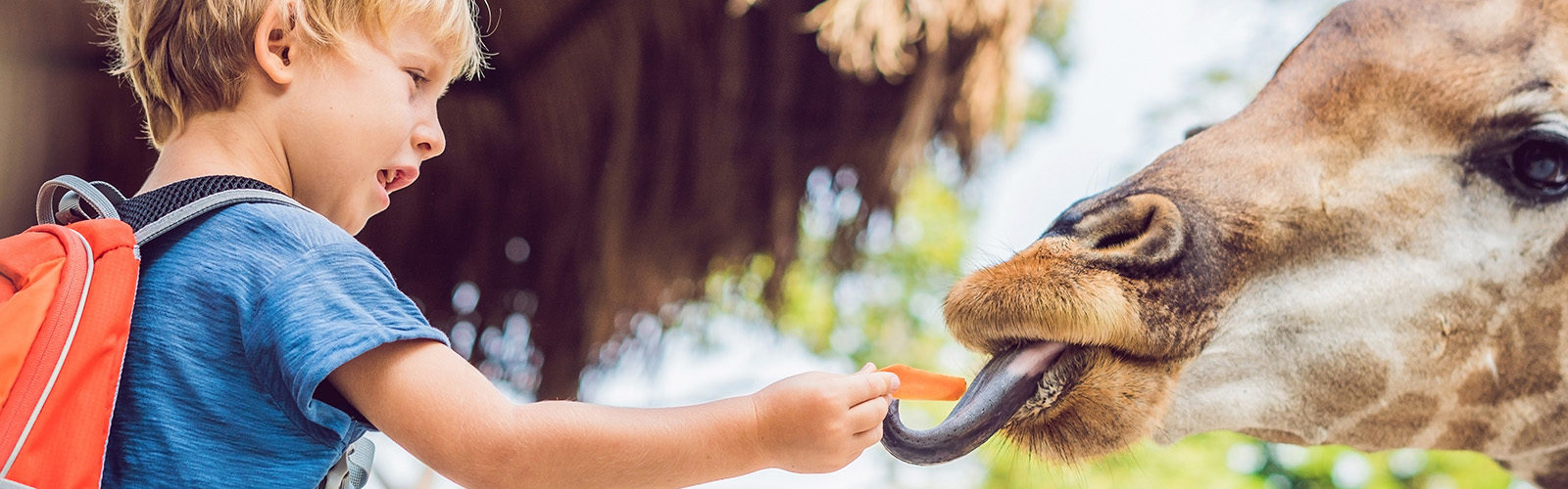 child feeding a carrot to a giraffe