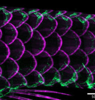an adult zebrafish’s tail